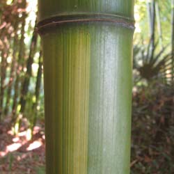 Bambú Phyllostachys vivax huang.